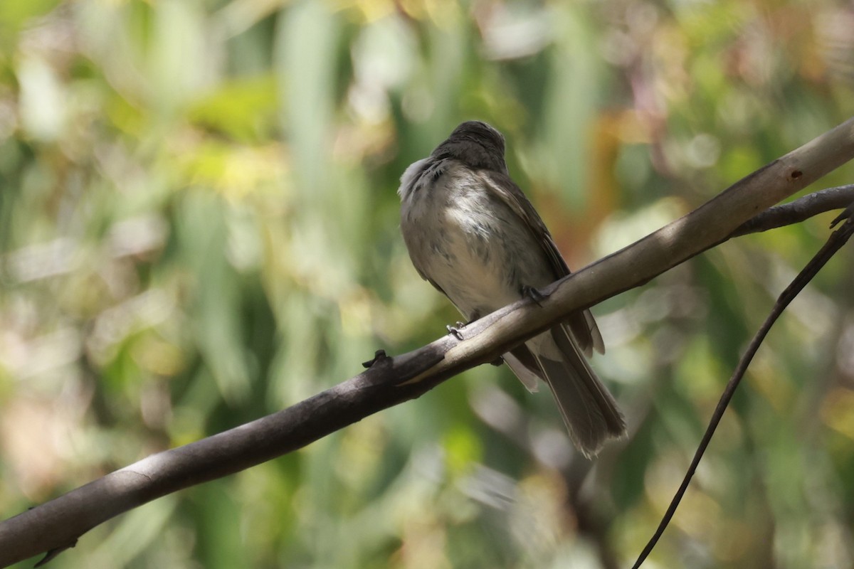 タスマニアヒタキ - ML646906037