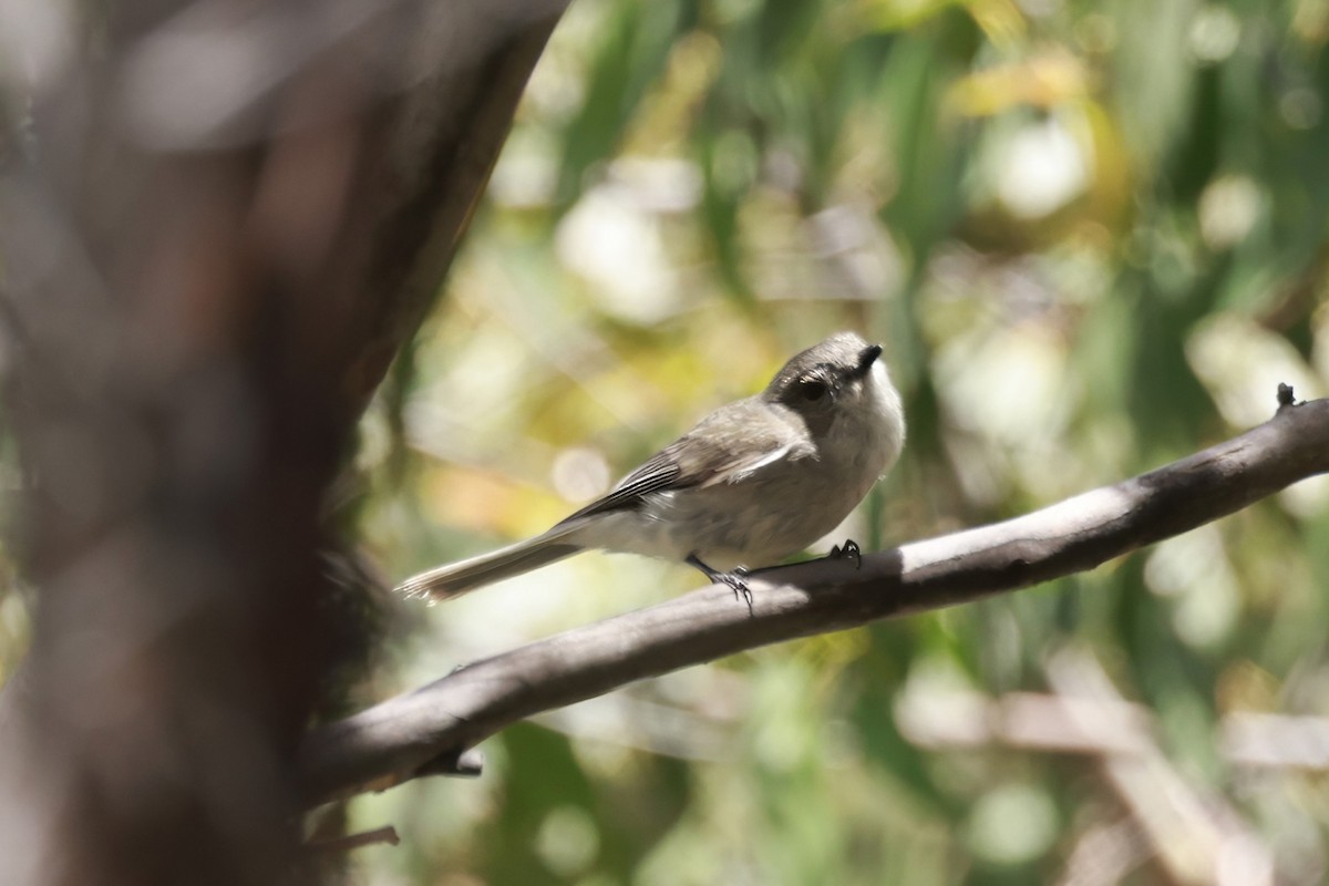 タスマニアヒタキ - ML646906038