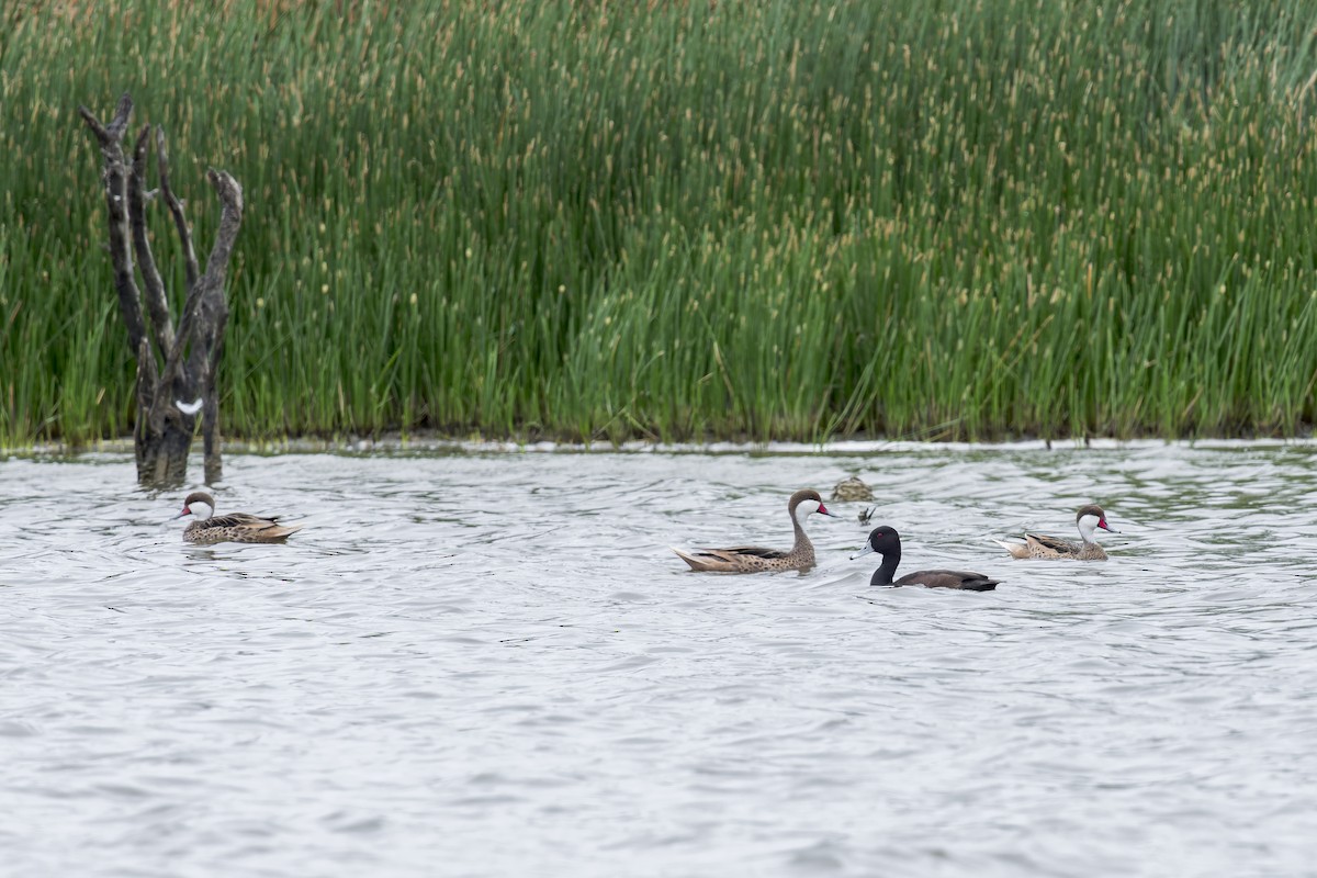Southern Pochard - ML646906039