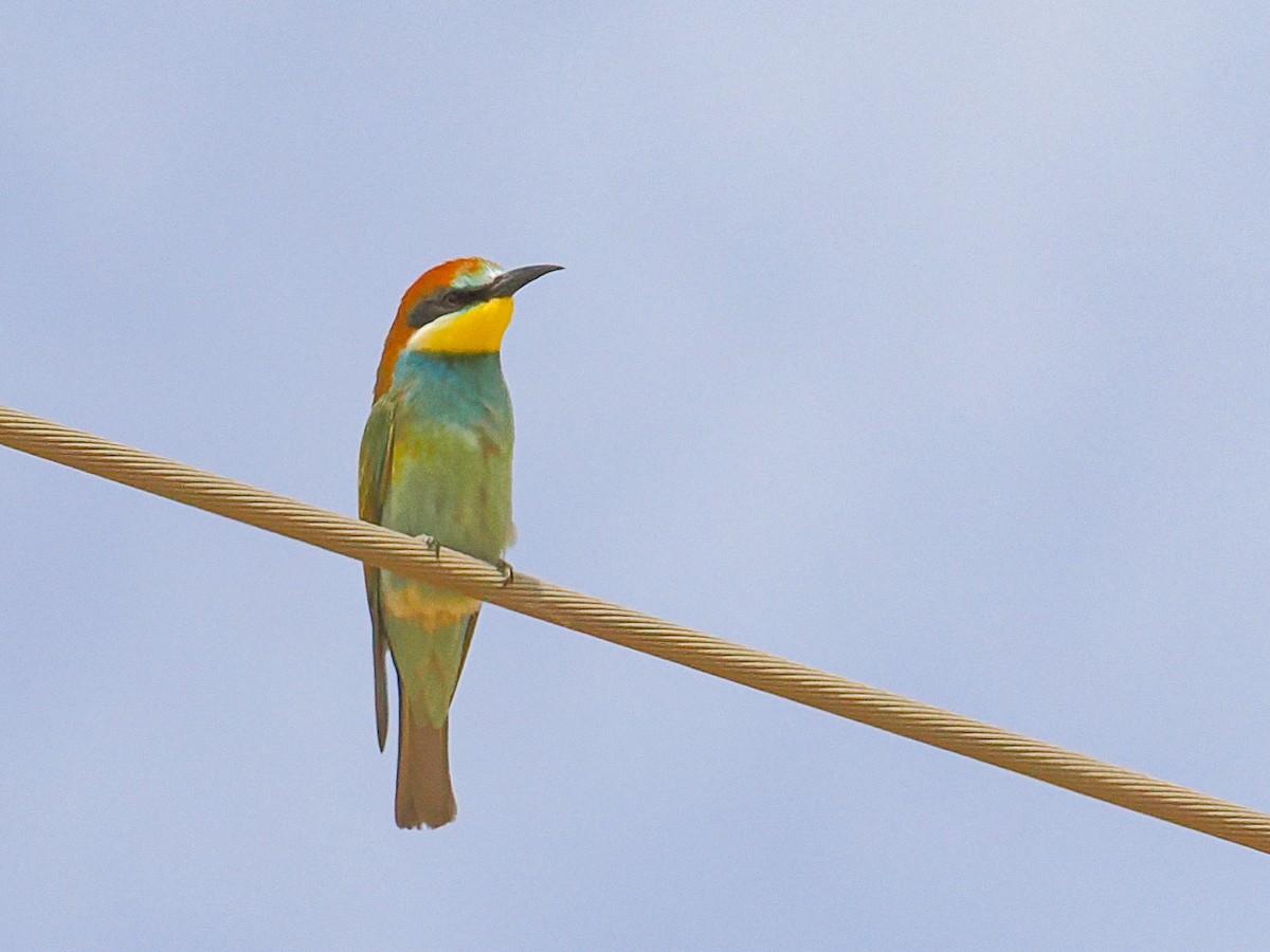 European Bee-eater - ML646906047