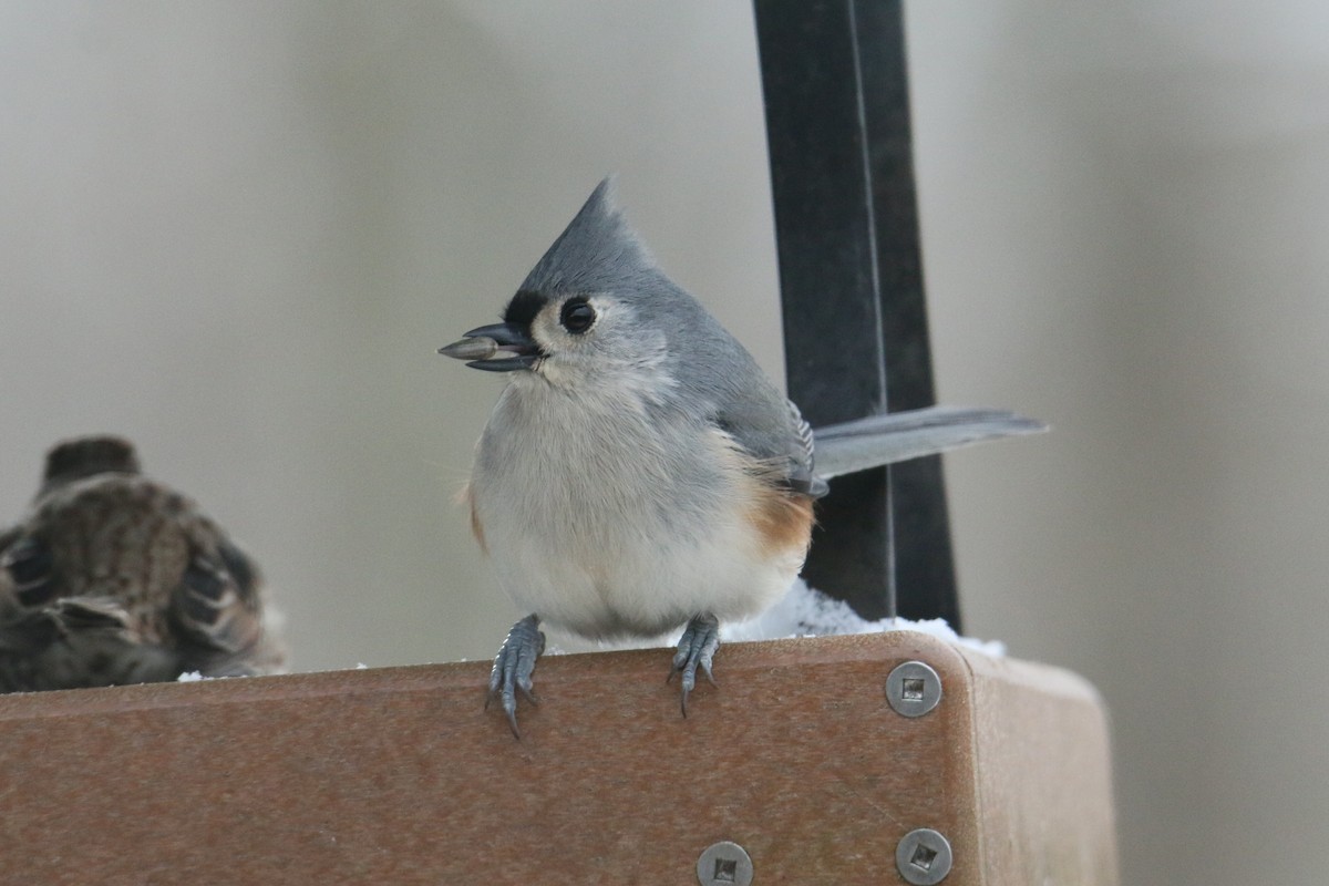 Tufted Titmouse - ML646906050