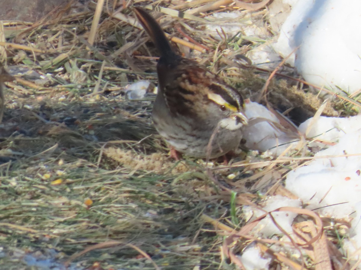 White-throated Sparrow - ML646906051