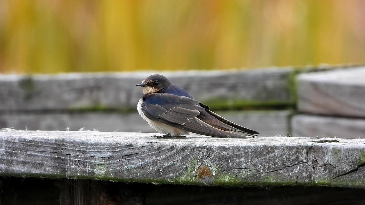 Barn Swallow - ML646906052