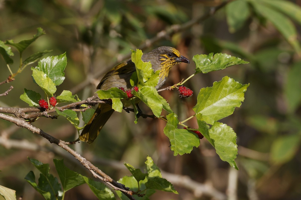 Stripe-throated Bulbul - ML646906059