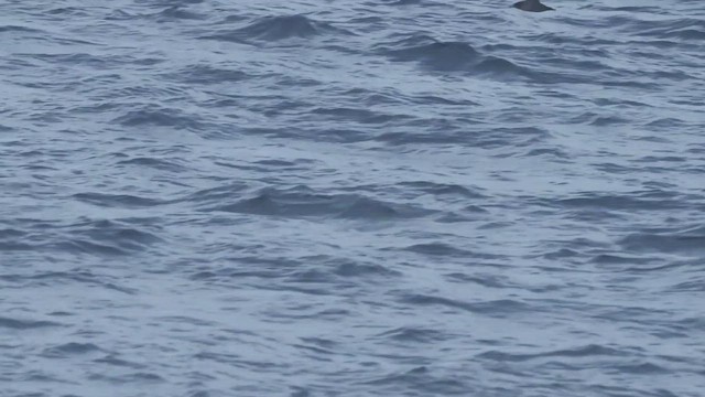 Sooty Shearwater - ML646906061