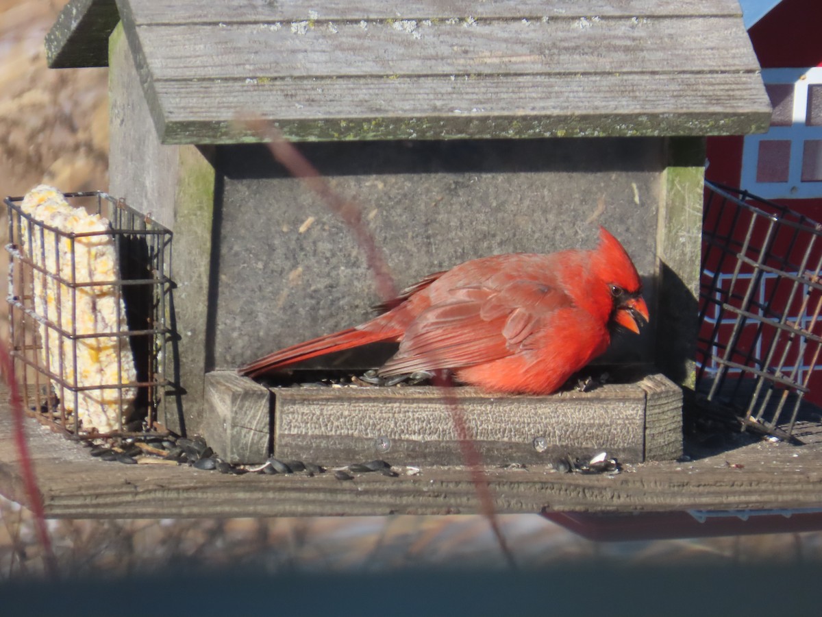 Cardinal rouge - ML646906064