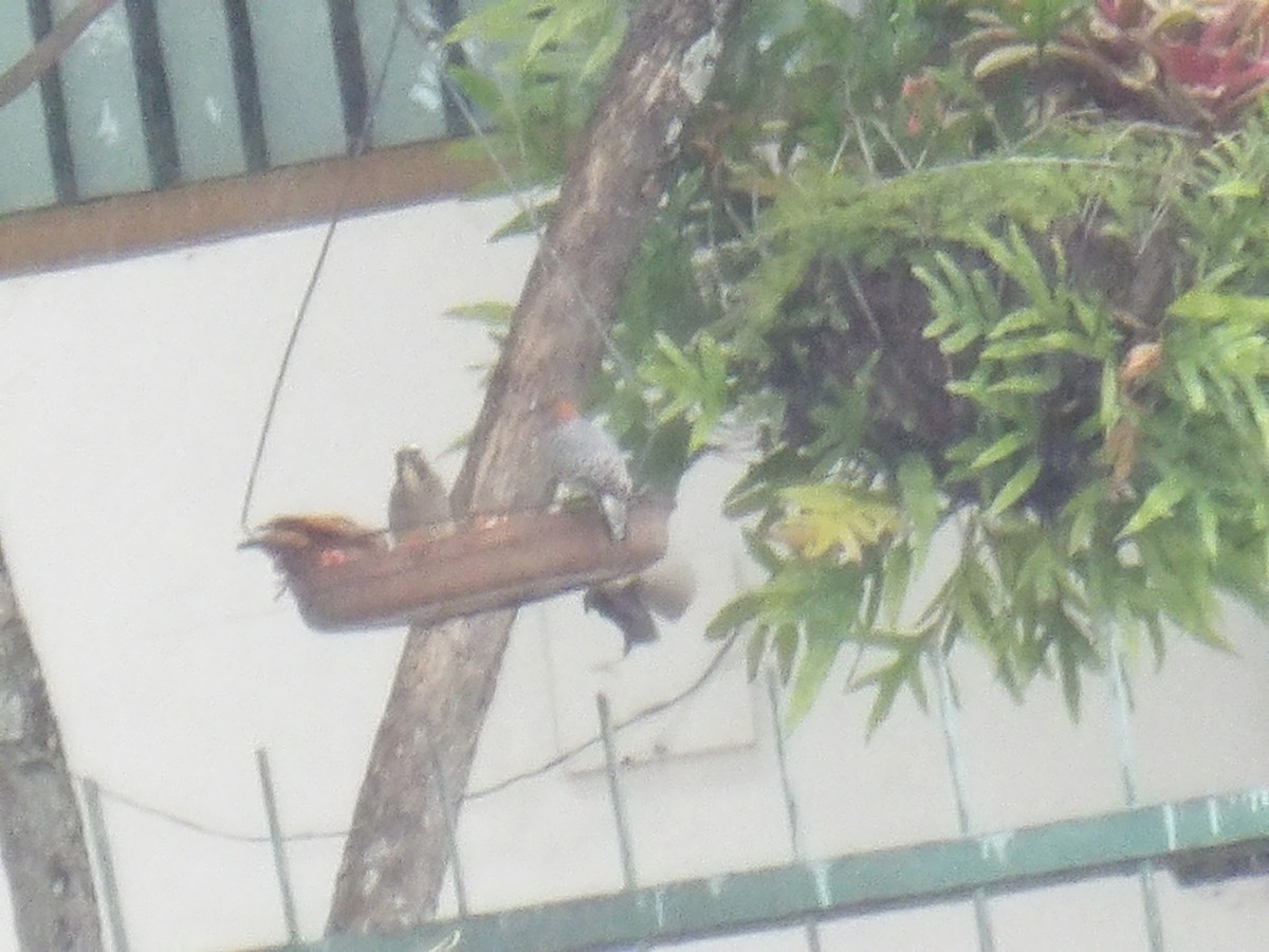 rødkronespett - ML646906099