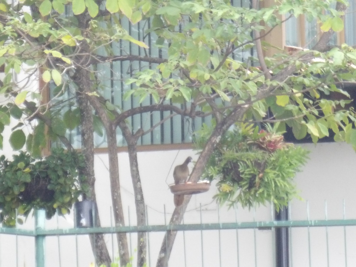 Rufous-vented Chachalaca (Rufous-tipped) - ML646906106