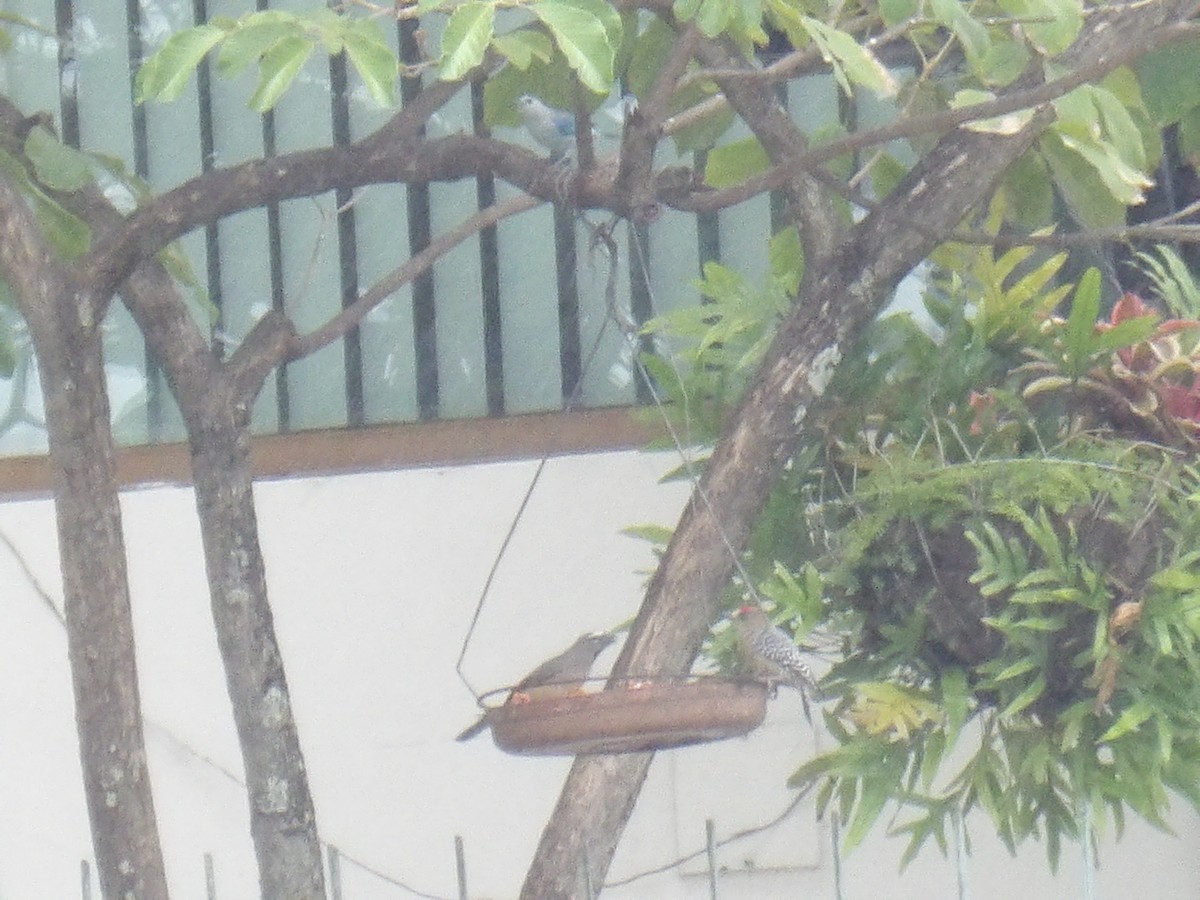 rødkronespett - ML646906107