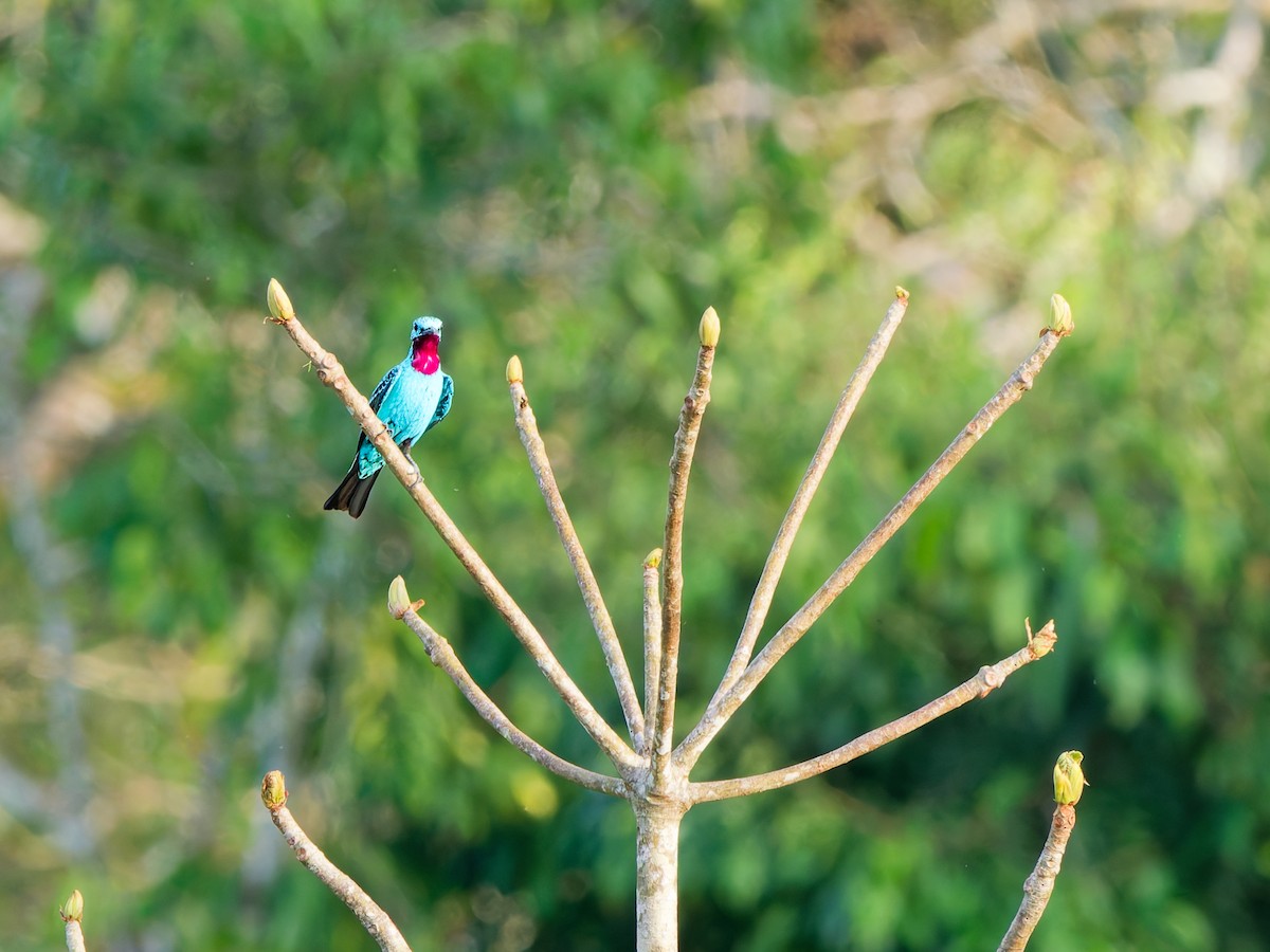 Голубая котинга - ML646906111