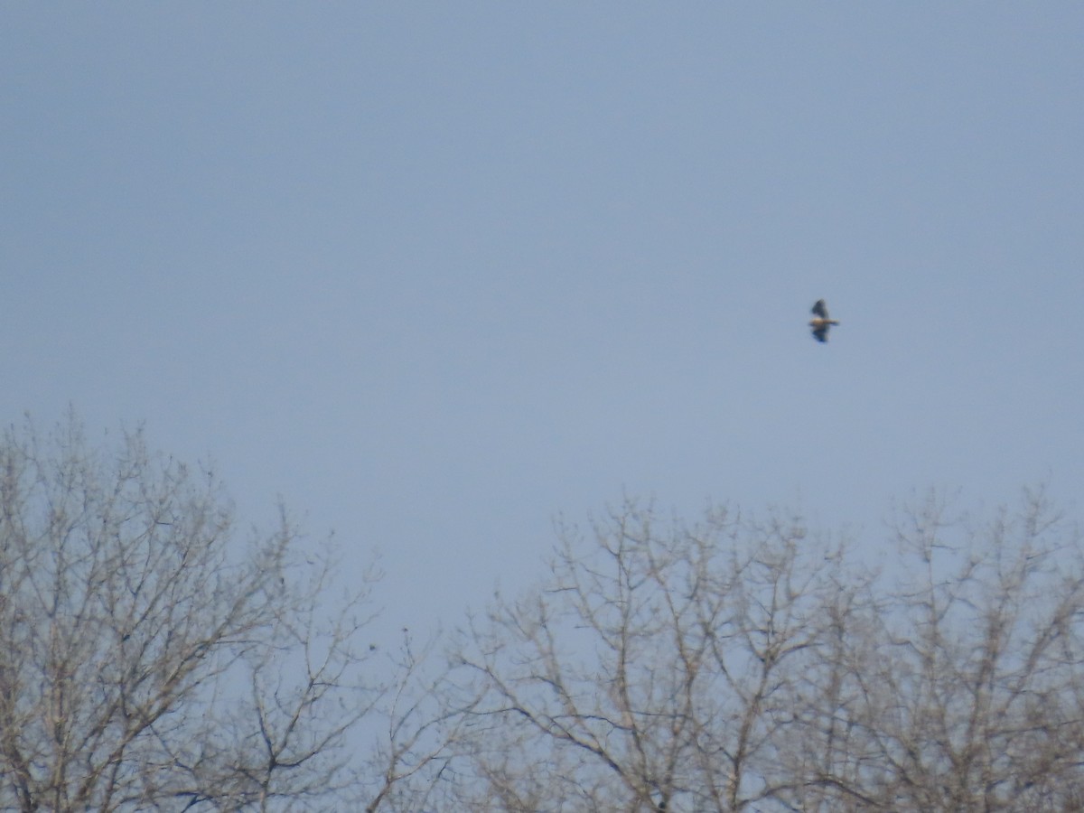 Bald Eagle - ML646906123