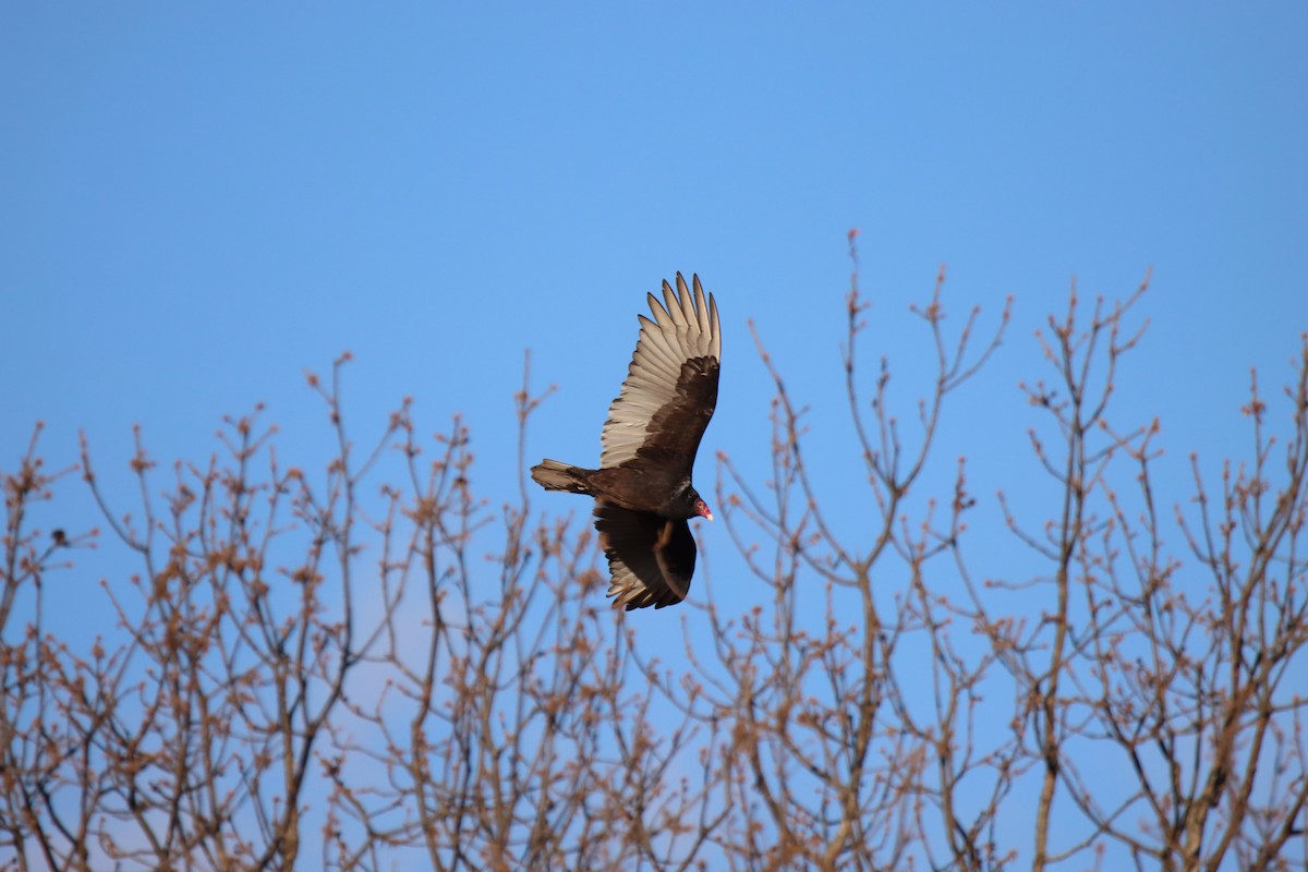 Hindi Akbabası - ML646906124