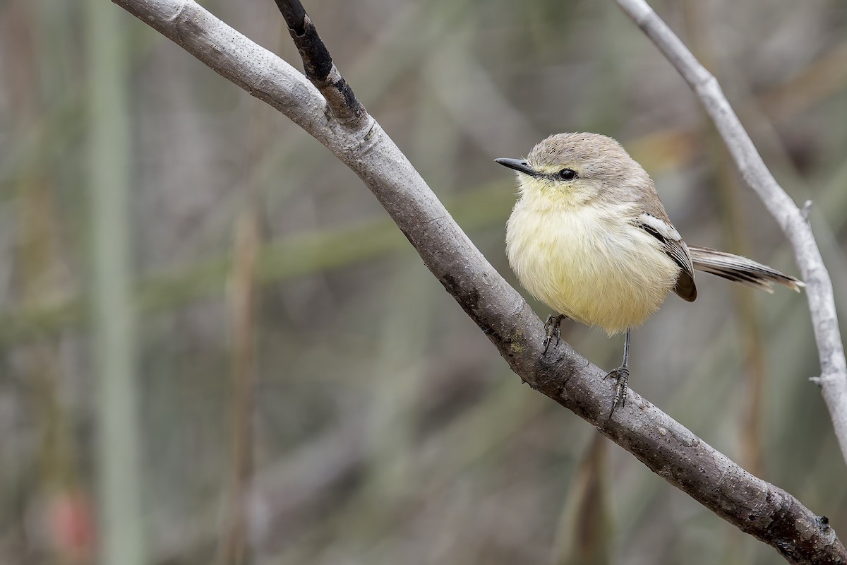 Bahia Wagtail-Tyrant - ML646906135