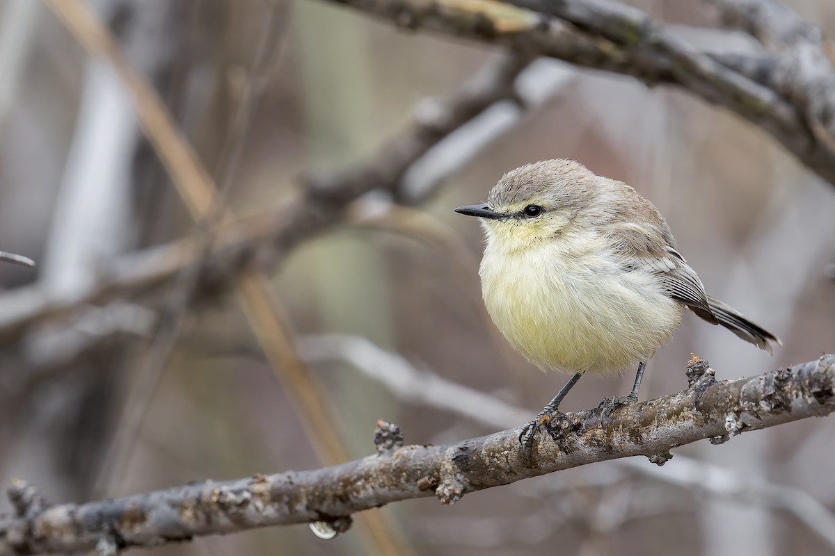 Bahia Wagtail-Tyrant - ML646906136