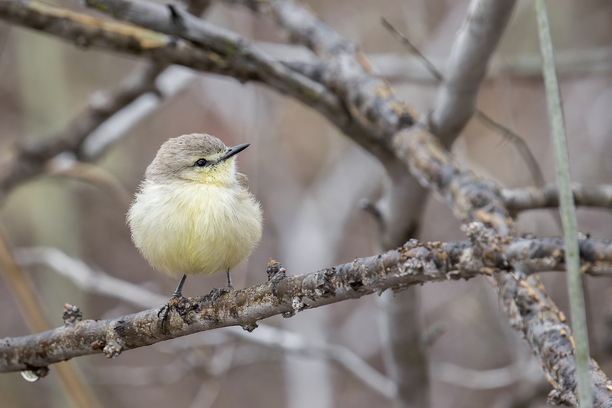 Bahia Wagtail-Tyrant - ML646906137