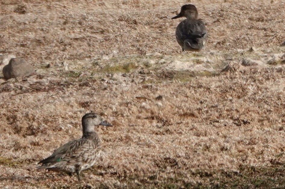 Green-winged Teal - ML646906138