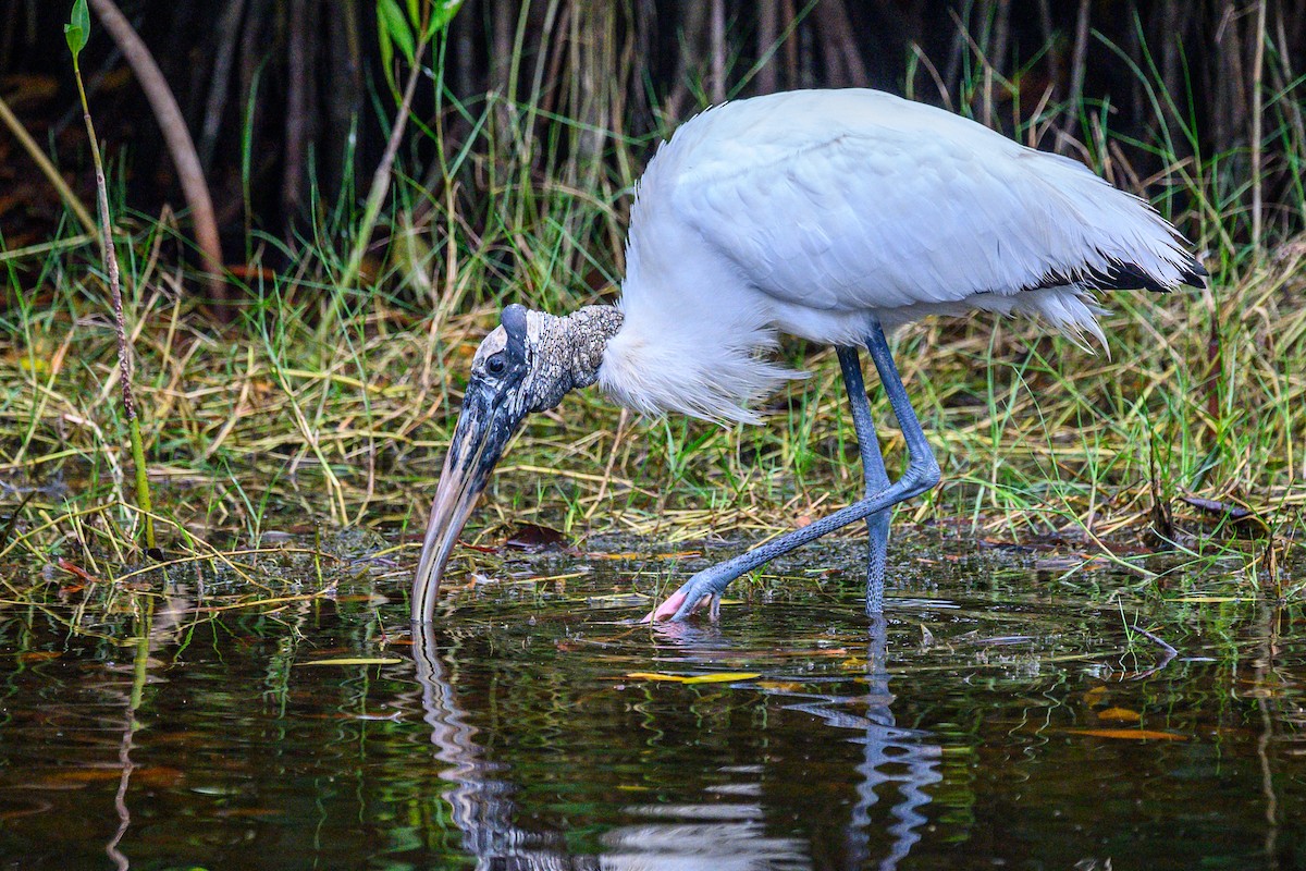 Wood Stork - ML646906140