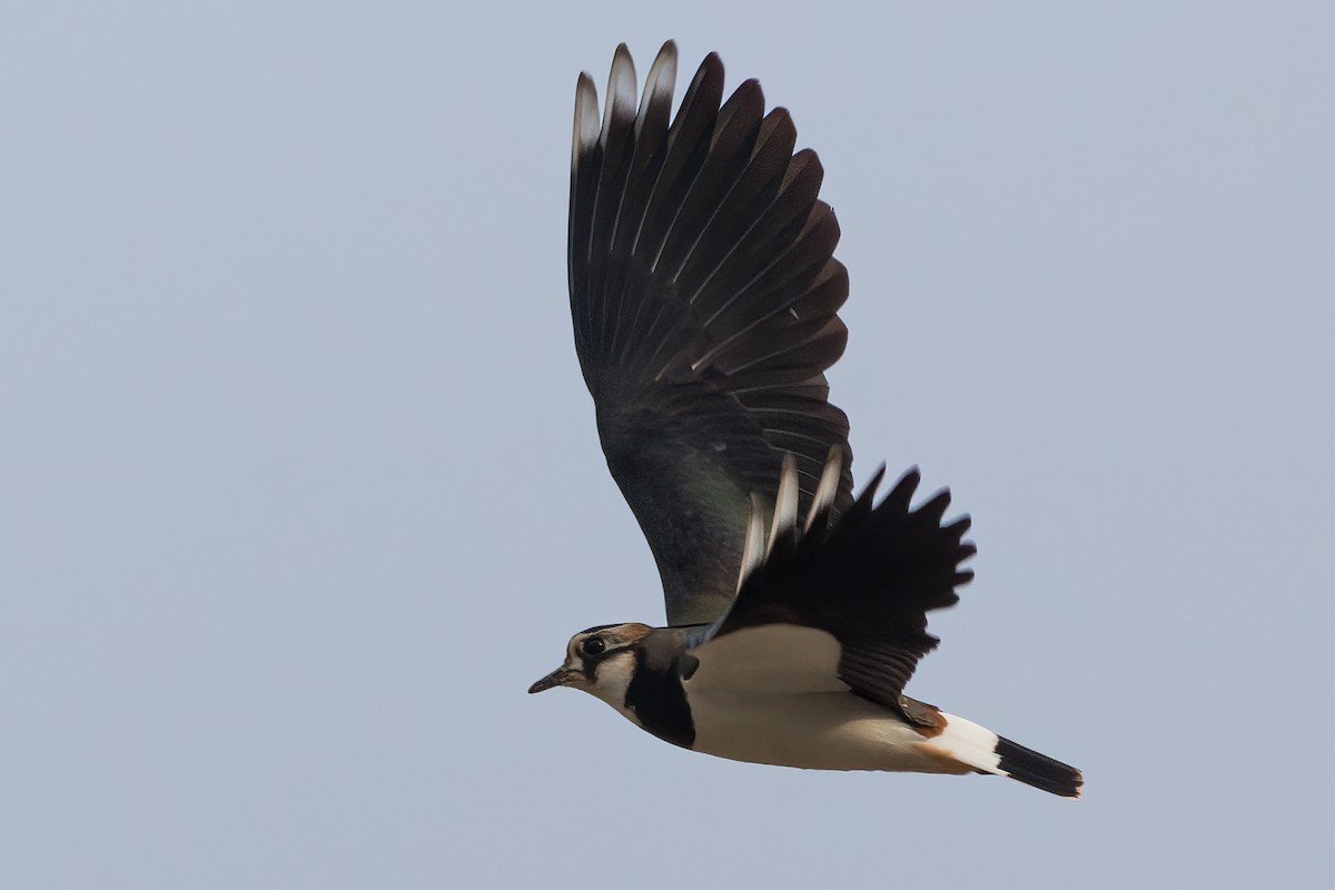 Kiebitz - ML646906145