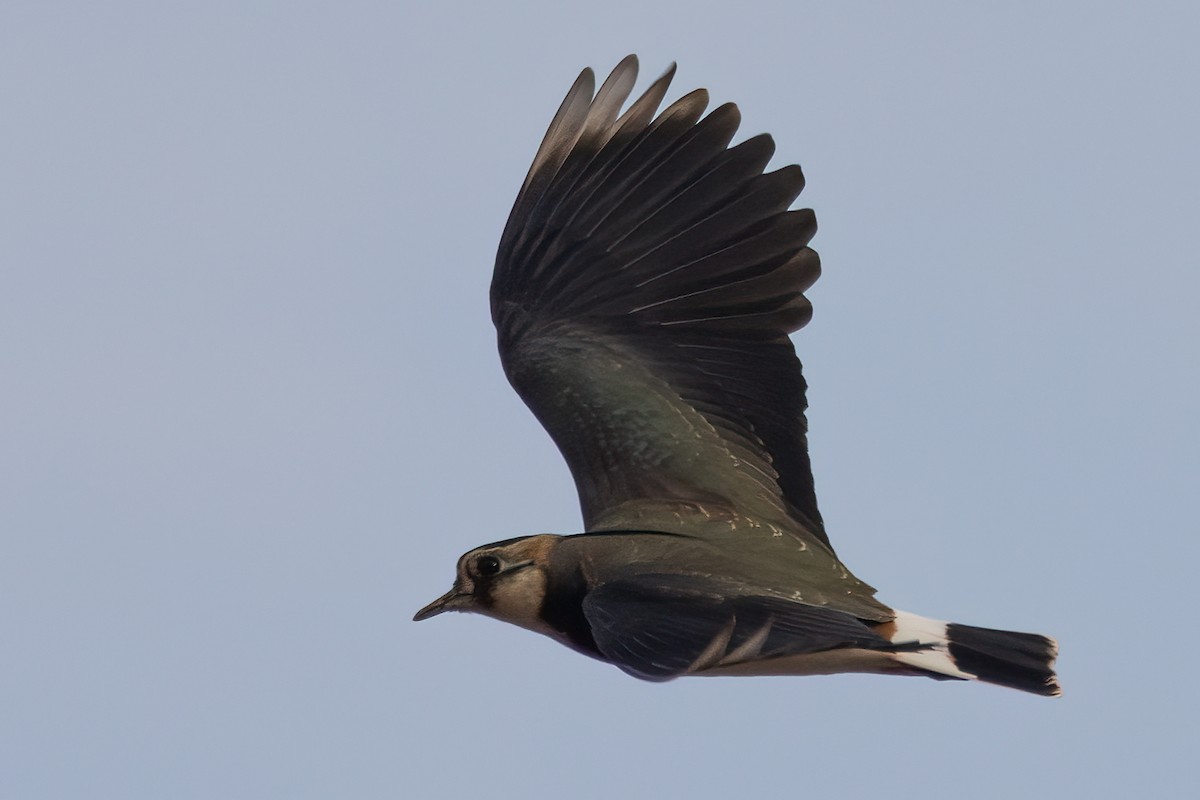 Kiebitz - ML646906146