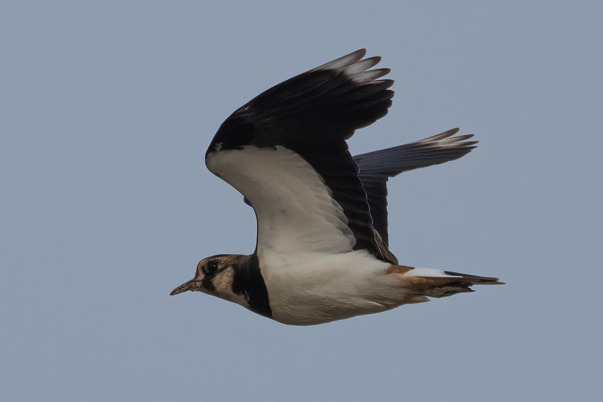 Kiebitz - ML646906148