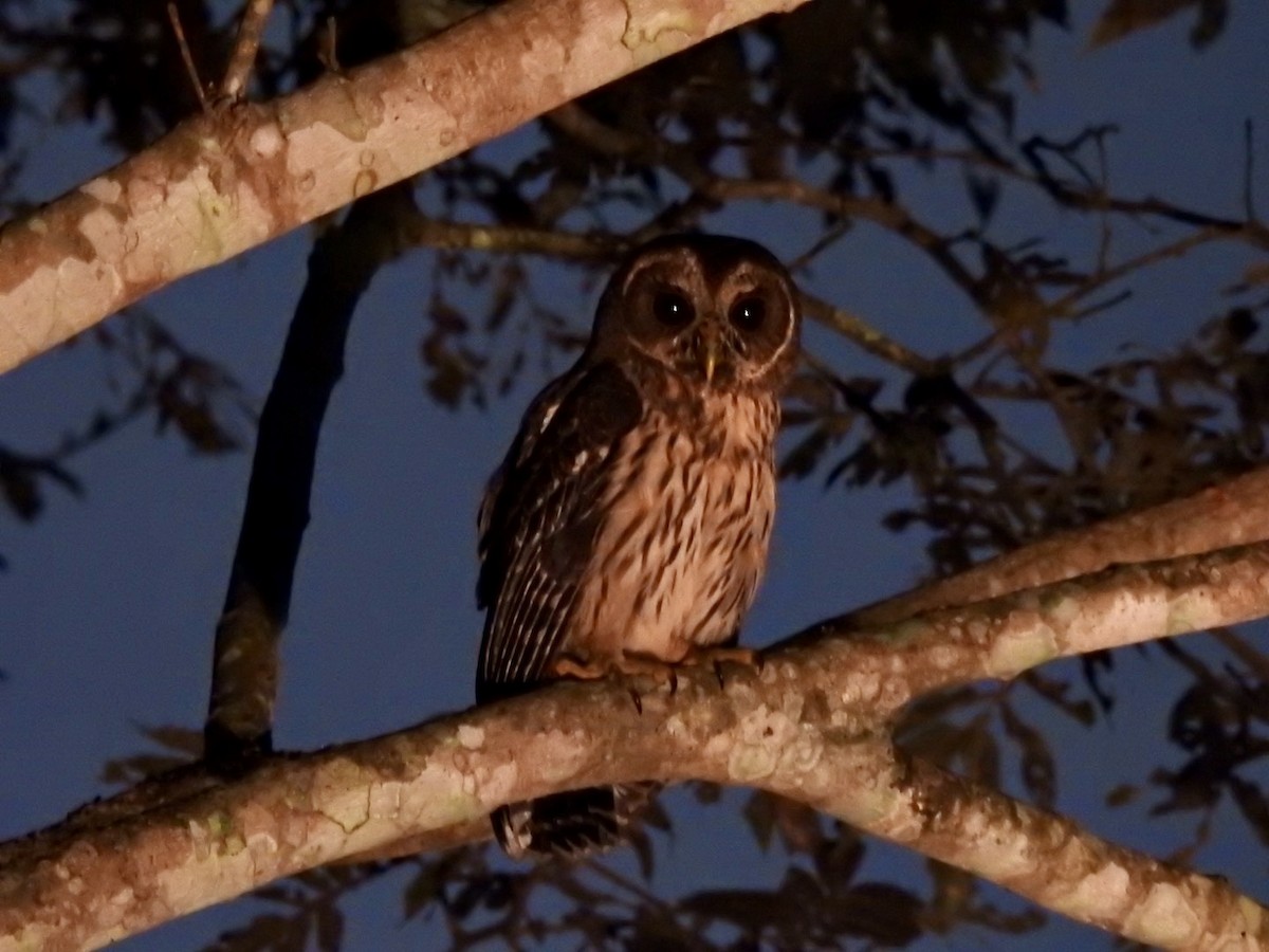 Mottled Owl - ML646906149