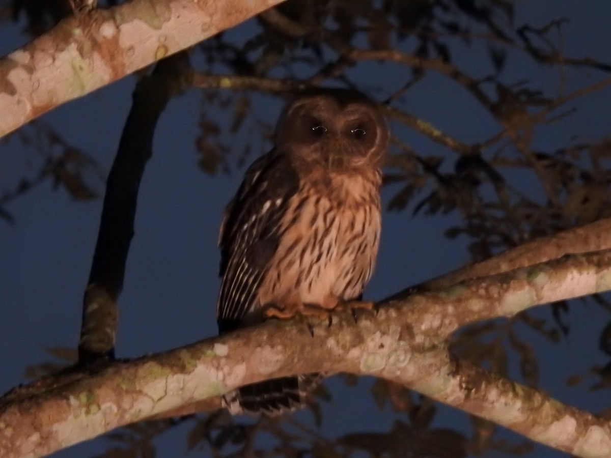 Mottled Owl - ML646906150