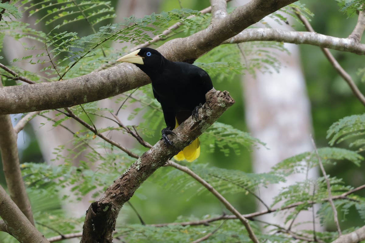 Cassique huppé - ML646906153