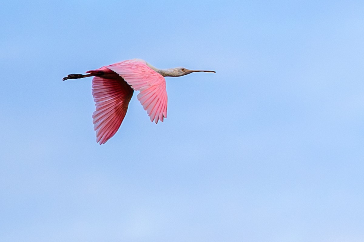 Roseate Spoonbill - ML646906154