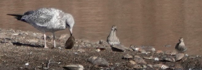 jespák skvrnitý - ML646906157