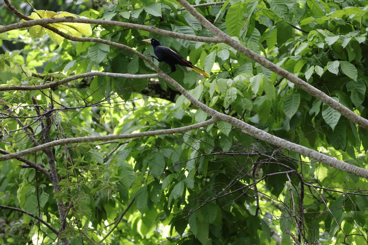 Cassique huppé - ML646906158