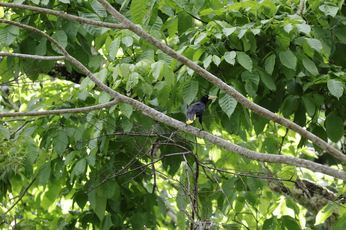 Cassique huppé - ML646906160