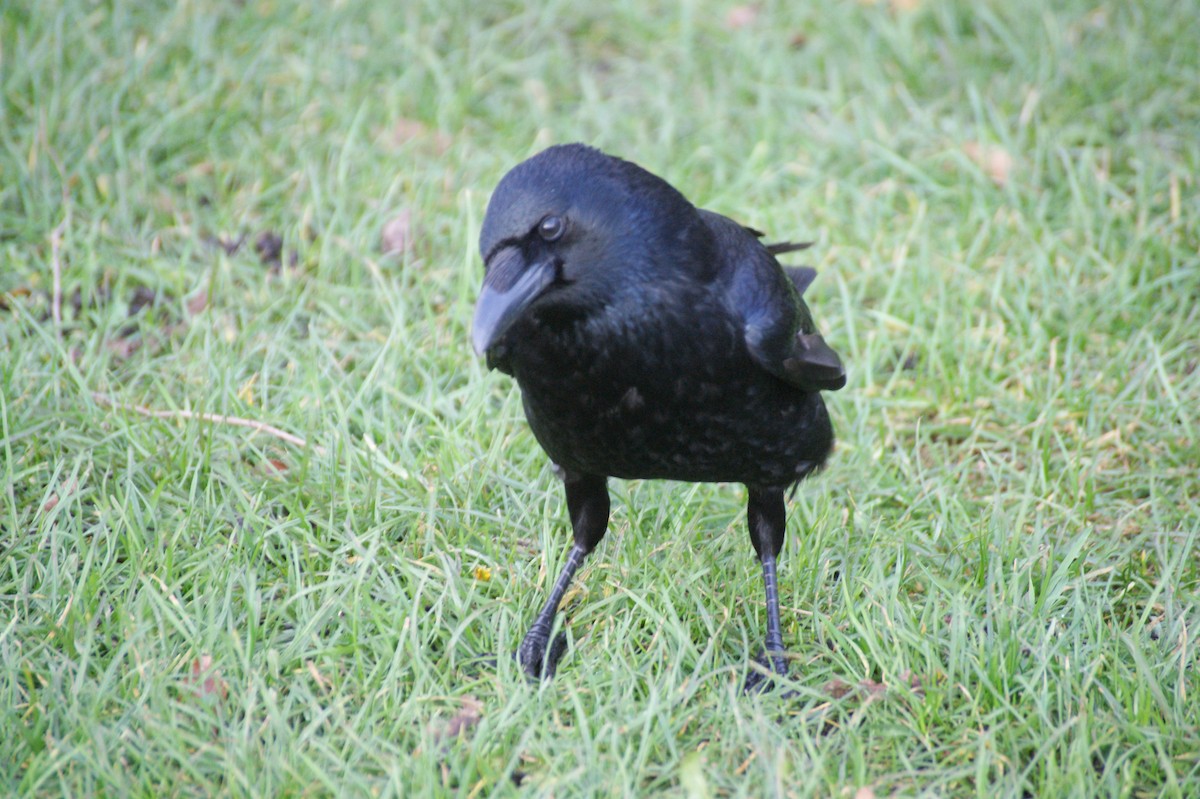 vrána černá - ML646906161