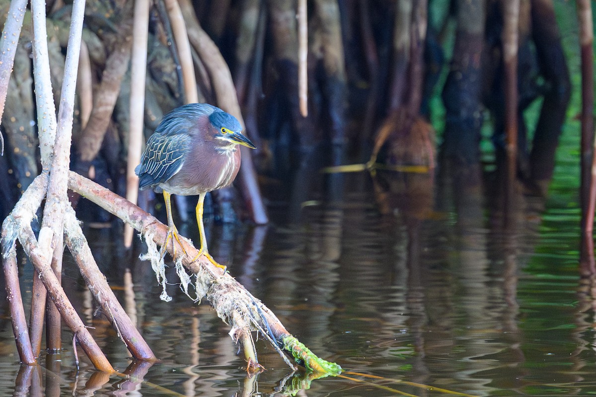 Green Heron - ML646906163