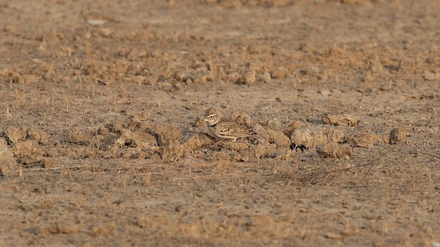 Bimaculated Lark - ML646906176