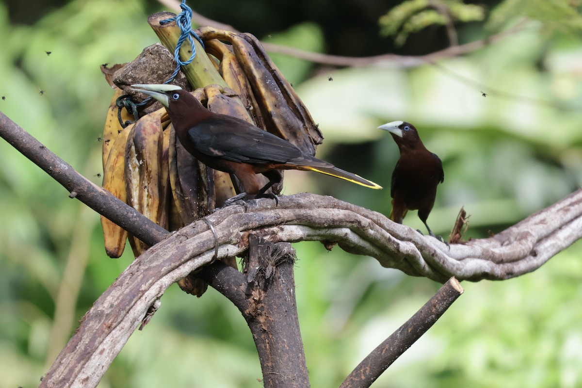 Cassique à tête brune - ML646906179