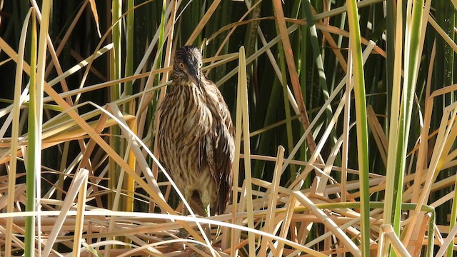 夜鷺 - ML646906180