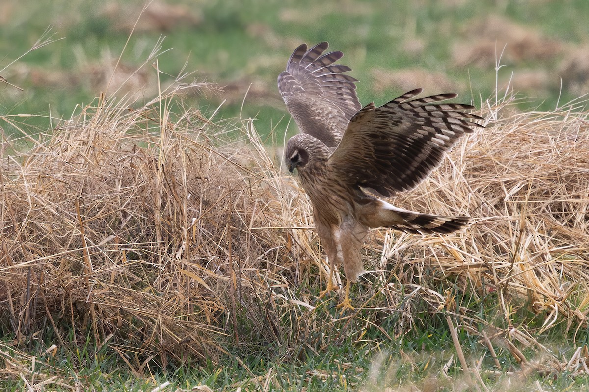 Hen Harrier - ML646906182