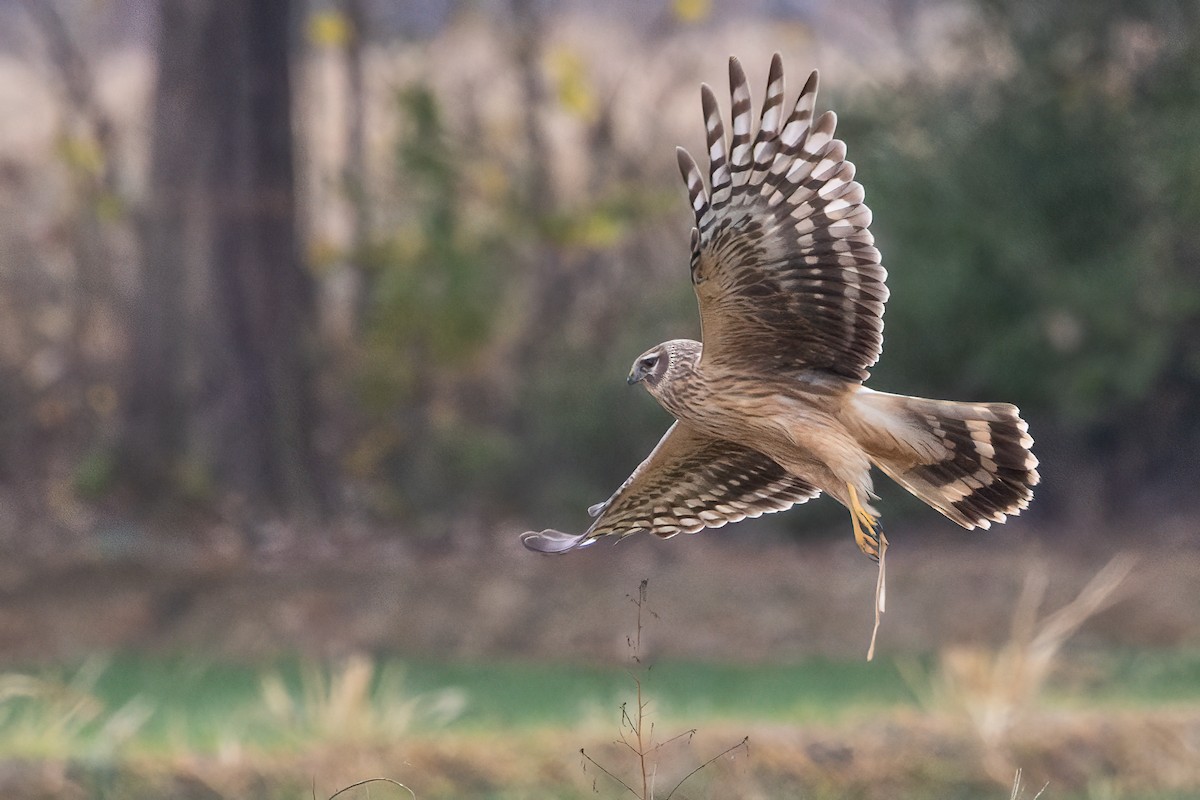 Hen Harrier - ML646906183