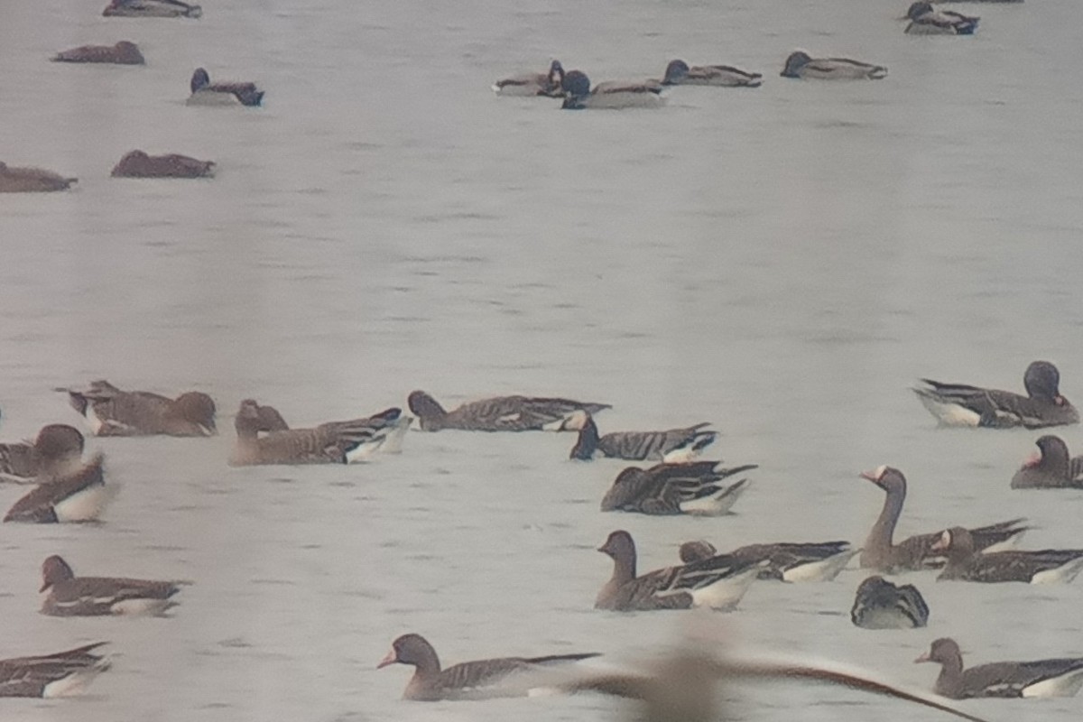 Barnacle Goose - ML646906184