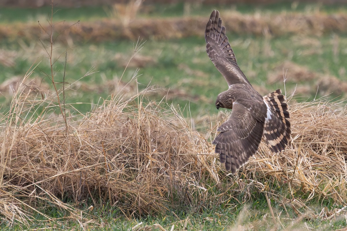 Hen Harrier - ML646906185