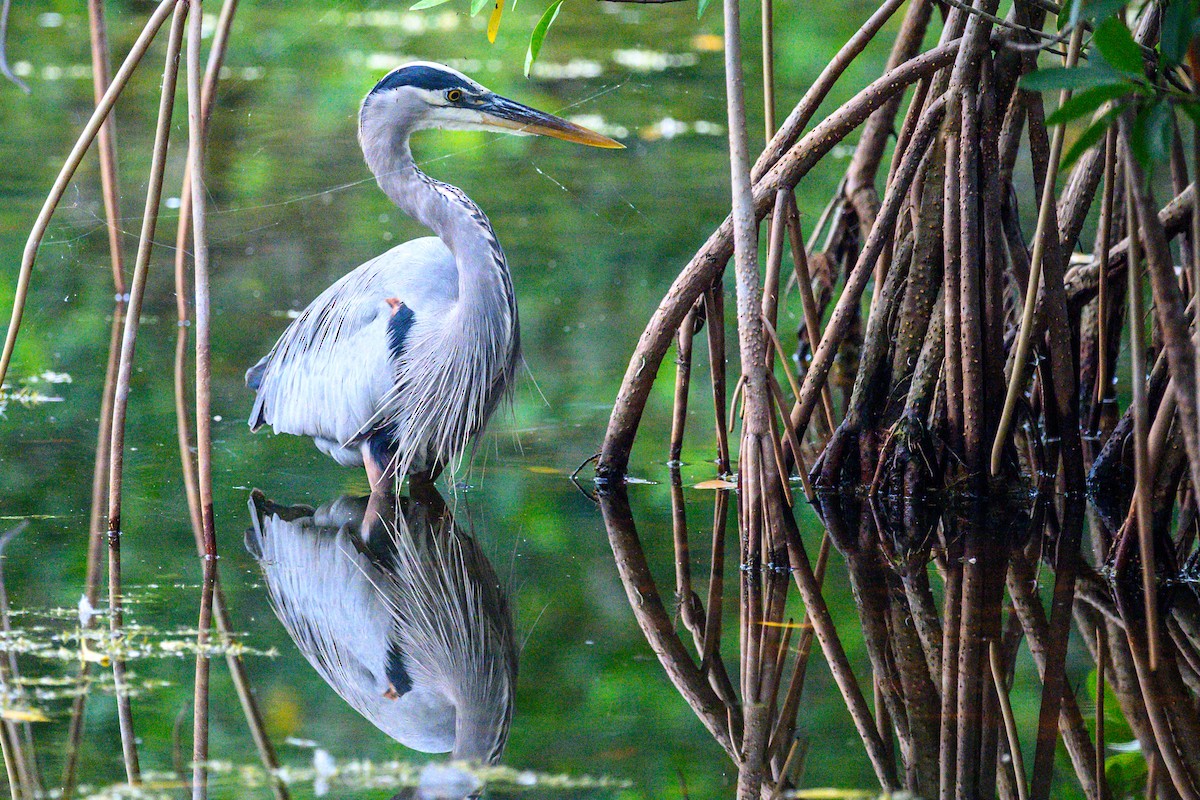 Great Blue Heron - ML646906187
