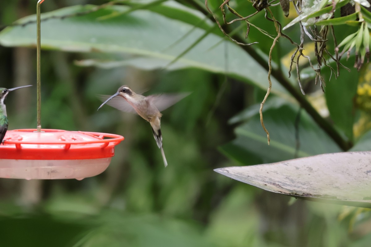 Ermite anthophile - ML646906190