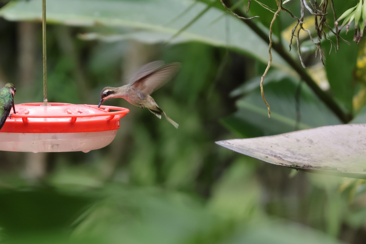 Ermite anthophile - ML646906194