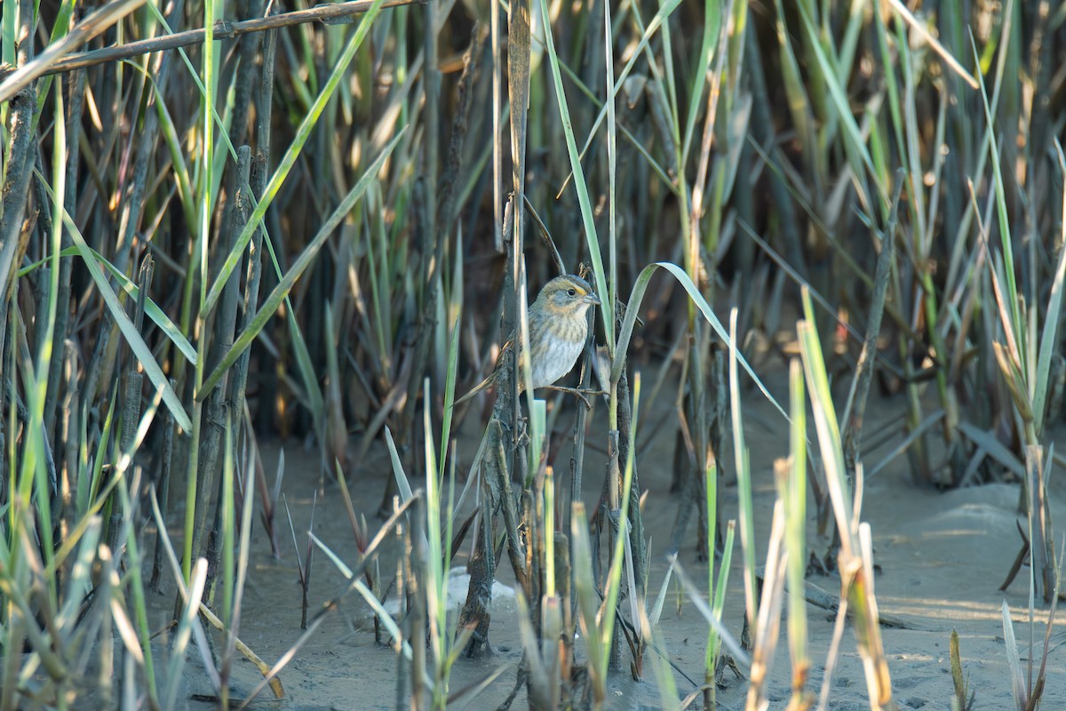 Nelson's Sparrow - ML646906196