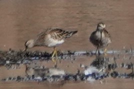 jespák skvrnitý - ML646906198