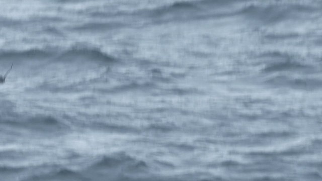 Cassin's Auklet - ML646906202