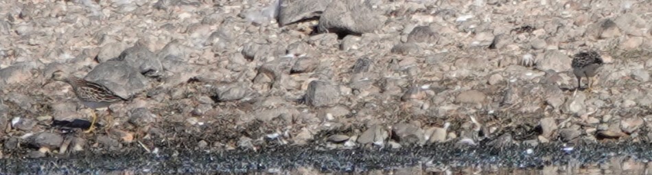 jespák skvrnitý - ML646906205