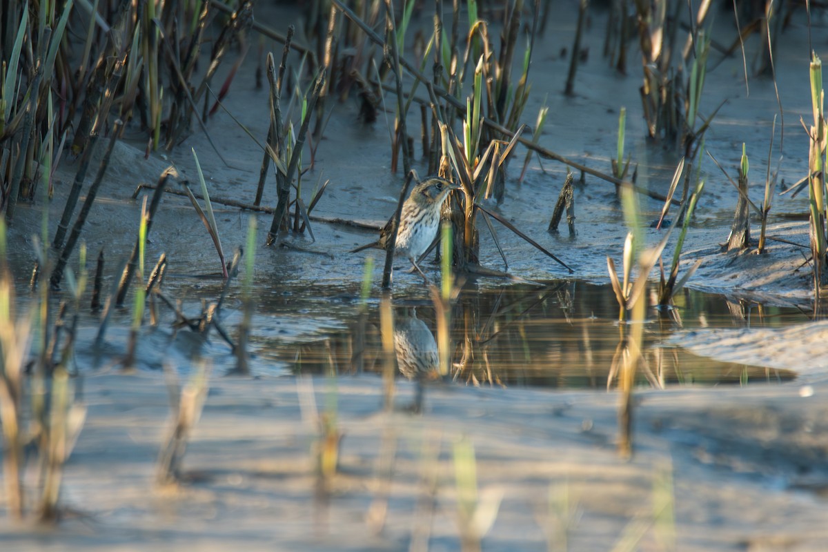 Saltmarsh Sparrow - ML646906206
