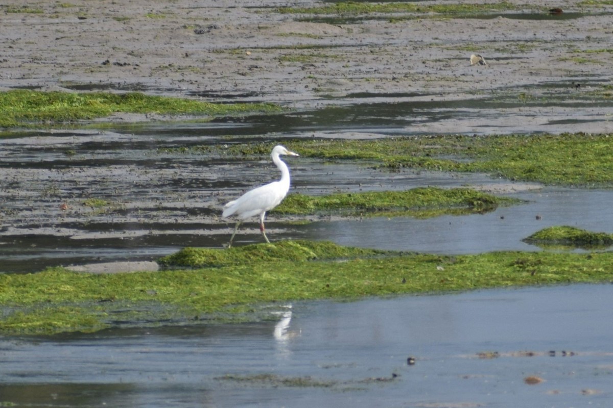 volavka žlutozobá - ML646906208