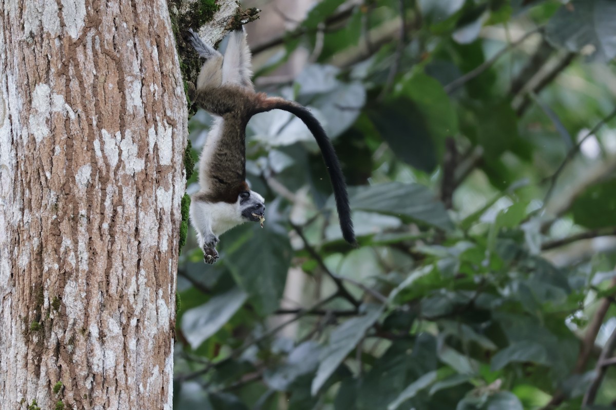 Tamarin de Geoffroy - ML646906209